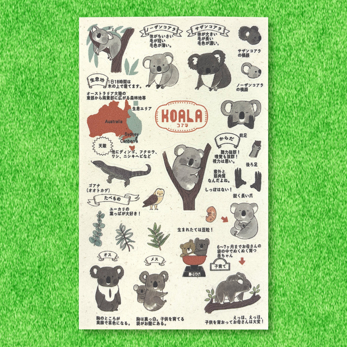 SEAL-DO Shinzi Katoh - Banana Paper Stickers - Endangered Species - Koala