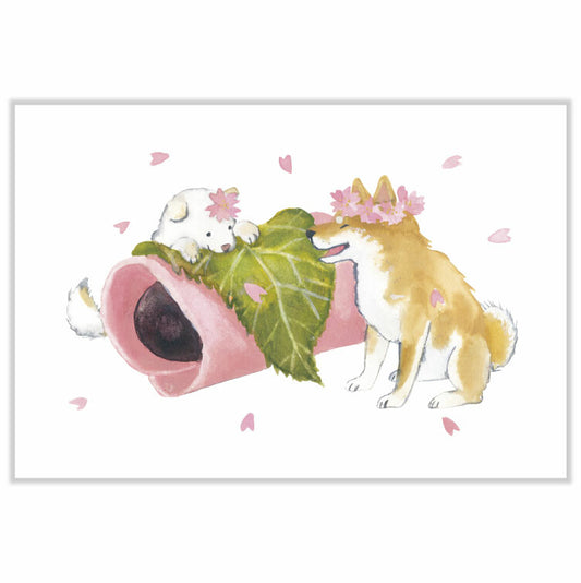 Shiba Sakura Postcard - Set of 4